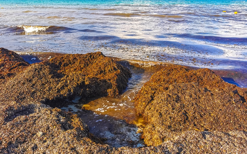 sargassum is st barths